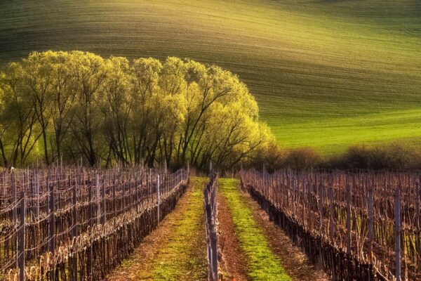 The Rolling Fields of Moravian Tuscany, South Moravia, Czechia