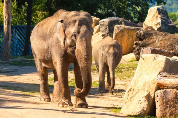 Prague Zoo - Elephants