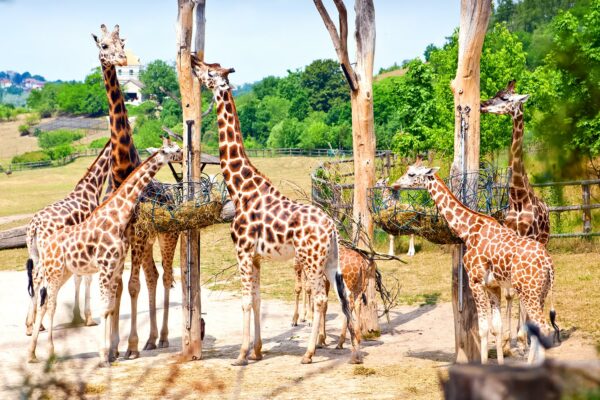 Prague Zoo - Giraffes