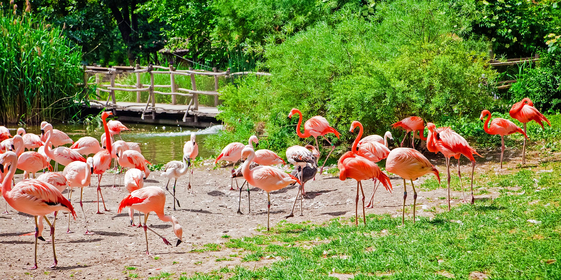 Flamingos in Prague Zoo