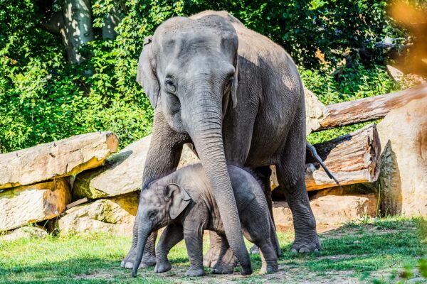 Elephants